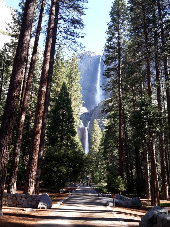 Yosemite Falls, seen from the valley